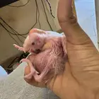 فروخ كروان ألبينو (تم البيع)