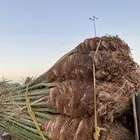 صقعي مطوق احمر