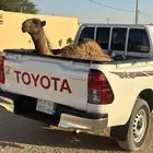 قعود اصفر قصب البيع