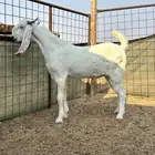 تيس بنجابي فاخر