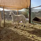 للبيع طلي يضحي على الشرط تم البيع