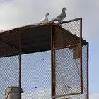 أربع حمام كفو