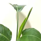 نباتات داخلية طبيعية