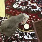 قط ضايع في حي العدل