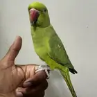 درة متكلمه أليفه للبيع