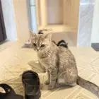 قطة