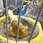 زوج كناري