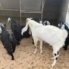تيس هولندي