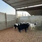 رخال نجد