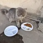 حصلت قط ضايع