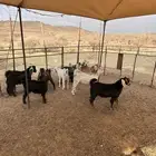 تيوس للبيع