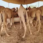 قعدان مفاريد جملة وتفريد