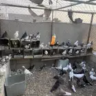 حمام مشكل