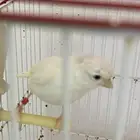 زوج كناري منتج