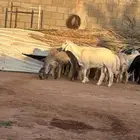 فحل حري صنف