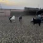 تيوس مخصاه و جفار