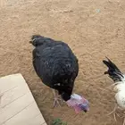 زوج رومي