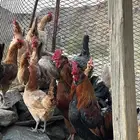 ديوك أمريكي مع دجاج بلدي تبارك الرحمن