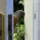 ببغاء كينيور مفقود