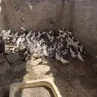 حمام مشكل فرنسي و زاجل وبلدي
