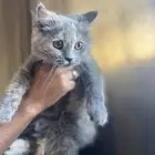 قطه شيرزيه لتبني