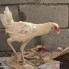 ديك باكستاني كفو صغير عمره 6شهور