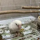 انثى روز البينو