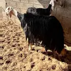 نجد مقاني صنفف