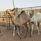 قعودين كفو للبيع