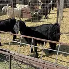 للبيع معزا مراح عدد2 مع الفحل
