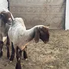 نعجيتن نعيم