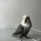 طير روز أنثى