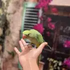 انثى دره اليفه و هناك مقاطع و متكلمه تسوي بوسات حمامه