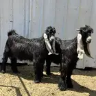 تيوس عوارض