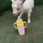 ماعز قزم امريكي تشيكي