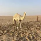 للبيع بكره