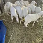 طليان للبيع 9 موقعها برك جنوب الحوطه