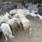 غنم البيع العدد 75 تحتها 8