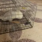 رياض الخبرا