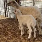 حريه حرشا كفو ثنيه تحتها طلي