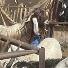 فحل ثني عارضي اصفر