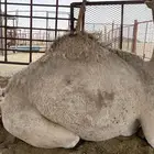 حشوان قصب