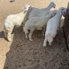 غنم