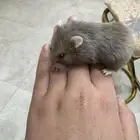 هامستر روسي