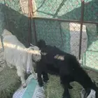 تيوس أرضية ثلاث