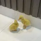 بط للبيع