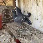 تيدي جلدار