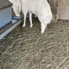 طلي شحمم