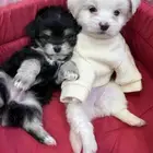 كلاب مالتيبو عمر شهرين تي كب