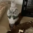 فروخ كنيور رد فاااكتور